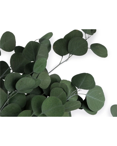 Stabilizovaný eukalyptus zväzok - 1 zväzok | Mimib
