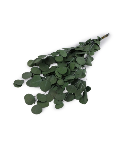 Stabilizovaný eukalyptus zväzok - 1 zväzok | Mimib
