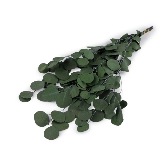Stabilizovaný eukalyptus zväzok - 1 zväzok | Mimib