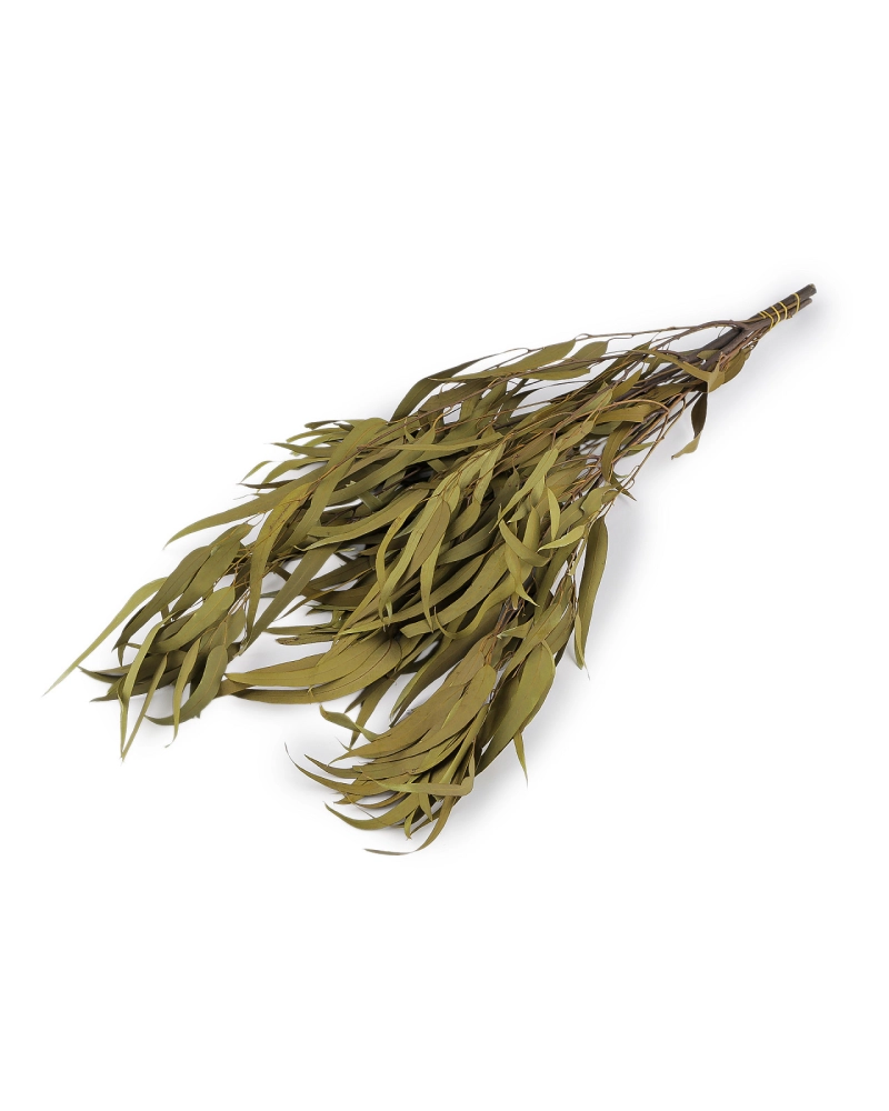 Stabilizovaný eukalyptus zväzok - 1 zväzok | Mimib Stabilizovaný eukalyptus zväzok - 1 zväzok | Mimib